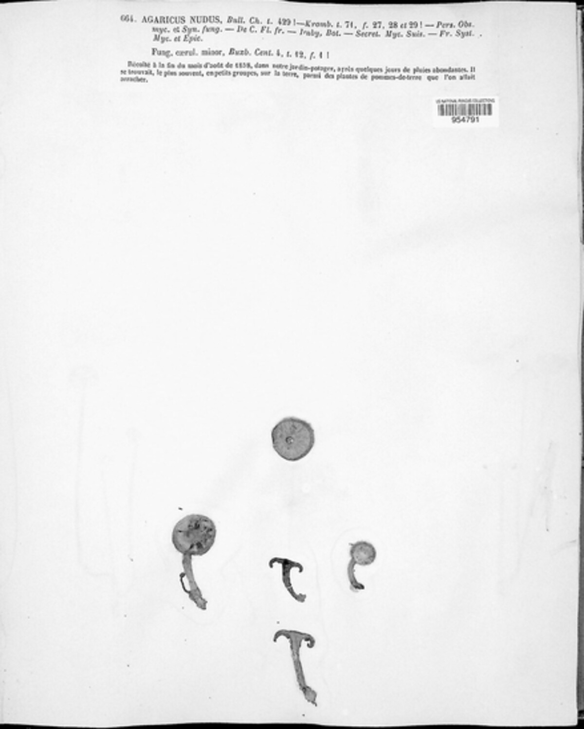 Lepista image